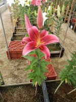 [4526 VH02 No01.JPG]